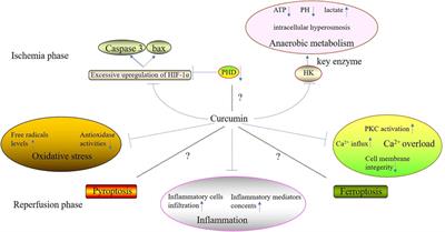 Role of curcumin in ischemia and reperfusion injury